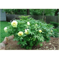 Nasiona Piwonia żółta szt.2 Nxx72